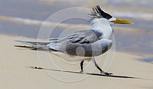 Great Crested Tern in Australia