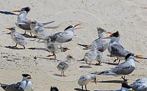 Lesser Crested Tern in Australia