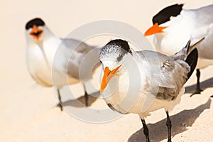 Large terns photo