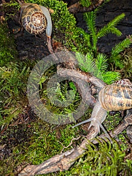 Large Terrestrial Land Snails