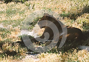 A large and terrible predator resting quietly. Close-up of an adult lion. A ferocious carnivore of the family Felidae. Lion in the
