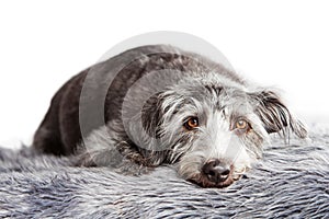 Large Terrier Crossbreed Dog Laying on Fur Rug photo