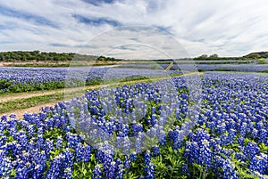 Large Texas bluebonnet field in Muleshoe Bend, Austin, TX