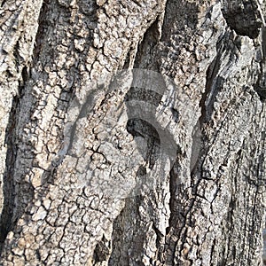 Large textural tree bark of gray color. Abstract wallpaper.