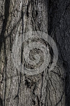 Large textured old tree trunk with stripes and growths