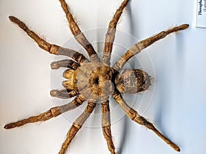 A large theraphosa blondi