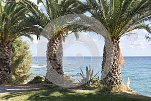 Large, thick palm trees on the beach.