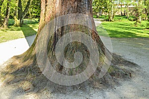 Large thick trunk of a tree