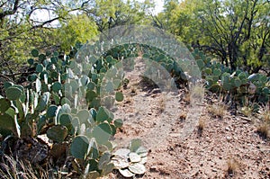 Large thickets of wild Opuntia cacti on sand hills along a road in Texas