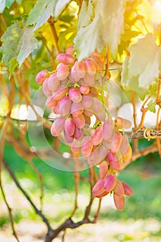 A large thunderstorm of ripe pink grapes at sunset. Grape garden, background