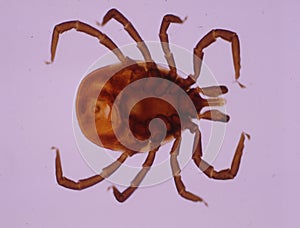 Large tick tick with legs and mouthparts