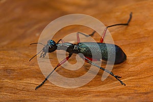 A large tiger beetle from Kanger Ghati National Park