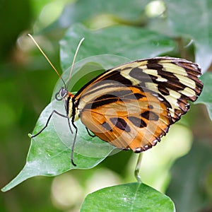 Large Tiger Butterfly (lycorea cleobaea)