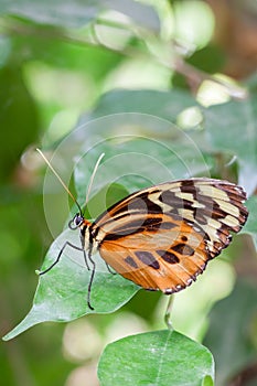 Large Tiger Butterfly resting on a leag