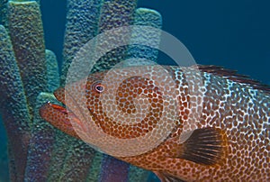 Large tiger grouper