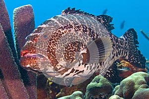 Large tiger grouper