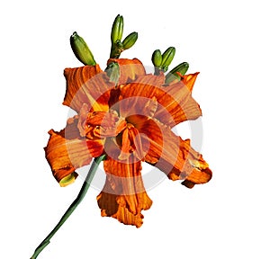 Large Tiger-lily