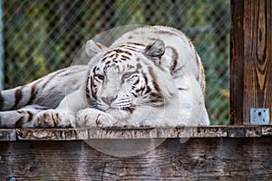 A black stripes White Tiger in Jacksonville, Florida