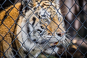 A black transverse stripes Siberian Tiger in Jacksonville, Florida