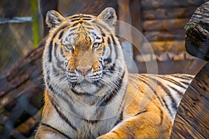 A black transverse stripes Siberian Tiger in Jacksonville, Florida