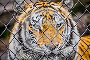 A black transverse stripes Siberian Tiger in Jacksonville, Florida