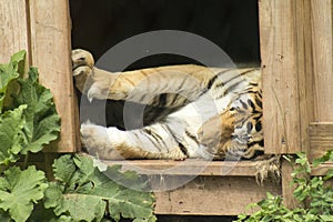 Large tiger resting in shelter in a zoo