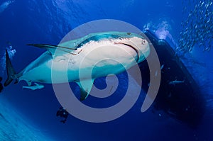 A large Tiger Shark