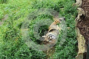 Large Tiger Sleeping on Grassy Ground in London Zoo