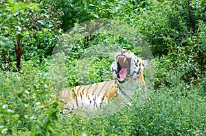 Large tiger yawns