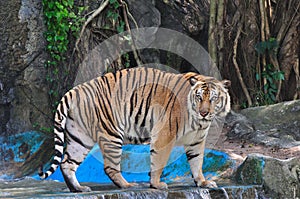 Large tiger in the zoo