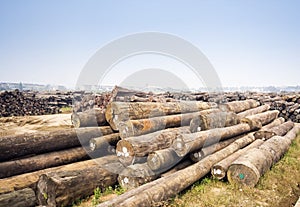 Large timber mill