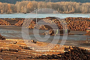 Large Timber Wood Log Lumber Processing Plant Riverside Columbia