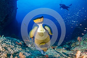 Large Titan Triggerfish feeding on a dark, tropical coral reef at dawn