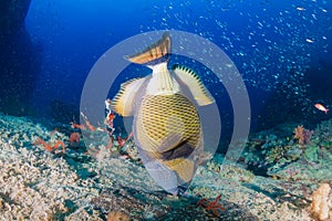 Large Titan Triggerfish feeding on a dark, tropical coral reef at dawn