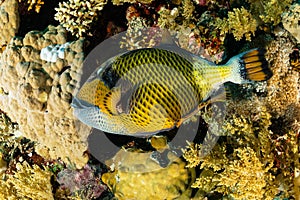 large titan triggerfish fish