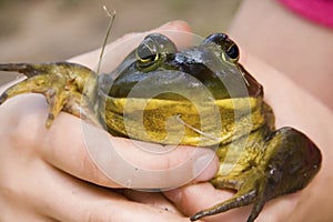 Large Toad