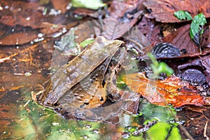 Large Toad in the Amazon