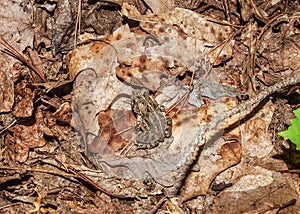 Large Toad Blends into Forest Leaves