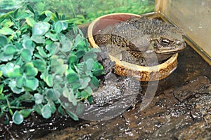 Large toad