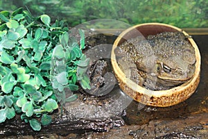 Green large toad