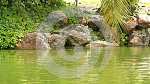 Large toad sitting on stones near pond in the