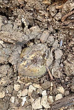 Large Toad in the soil