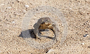 Large toad, spring