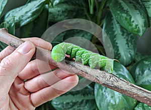 A large tobacco hornworm moth caterpillar on a stick.