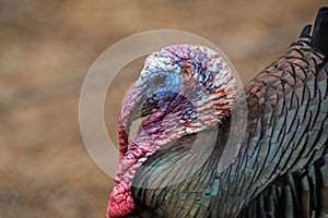 Large Tom Turkey Head Close Up.dng