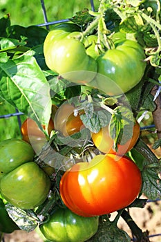 Large tomatoes grow on the bush
