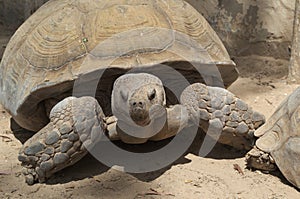 Large tortoise lat. Testudines with a huge bone carapace