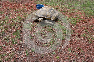 Large tortoise at a zoo
