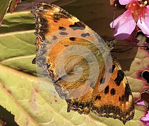 The large tortoiseshell or blackleg tortoiseshell butterfly Nymphalis polychloros or Der Grosse Fuchs Schmetterling