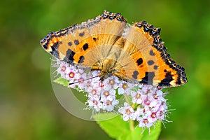 Large Tortoiseshell - Nymphalis polychloros